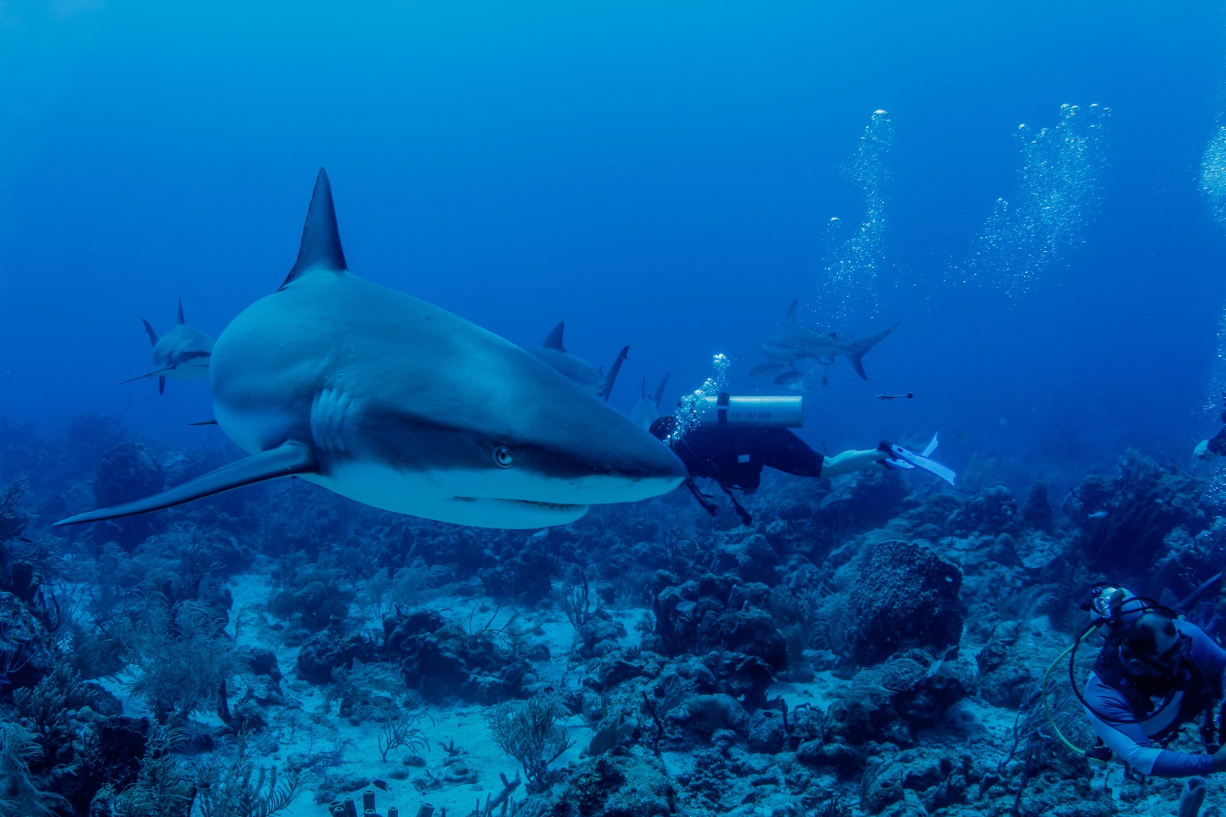Divers alongside a reef shark on the Mesoamerican Reef